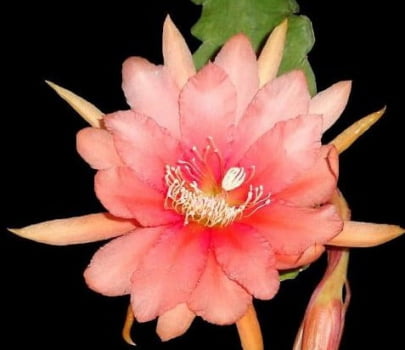  Epiphyllum Real delight 